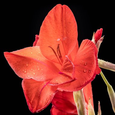 Güzel Blooming Red Gladiolus Oscar 'ı siyah arka planda. Çiçek başlıklı yakın plan..