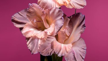 Pembe arka planda güzel bir çiçek açan gladiolus çikolatası. Çiçek başlıklı yakın plan..