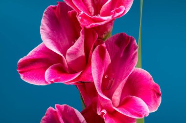 Güzel Blooming Pembe Gladiolus Invitatie mavi arka planda. Çiçek başlıklı yakın plan..