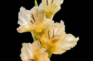 Güzel Blooming Gladiolus Donna Maria siyah bir arka planda izole edildi. Çiçek başlıklı yakın plan..