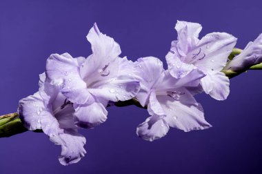 Güzel Blooming Gladiolus Blue Frost mor bir arka planda. Çiçek başlıklı yakın plan..