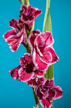 Güzel Blooming kırmızı Gladiolus Jiri Vaclavik mavi arka planda. Çiçek başlıklı yakın plan..