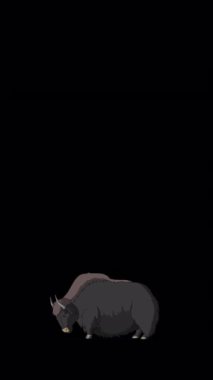 Big Yak alfa matte. El yapımı animasyon 4K görüntüsü alfa kanalında izole edildi. Dikey video.