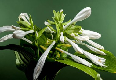 Beautiful Blooming white hosta or plantain lily flower on a green background. Flower heads close-up. clipart