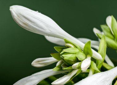 Beautiful Blooming white hosta or plantain lily flower on a green background. Flower heads close-up. clipart