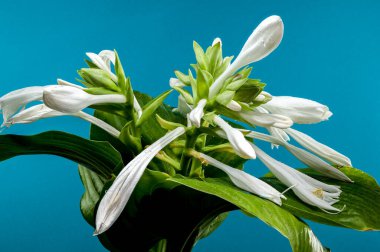 Beautiful Blooming white hosta or plantain lily flower on a blue background. Flower heads close-up. clipart