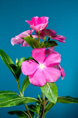 Beautiful Blooming pink Catharanthus roseus on a blue background. Flower head close-up. clipart