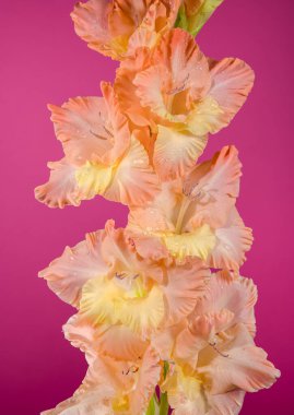 Güzel çiçek açan gladiolus pembe arka planda öpücüklü fırfırlar. Çiçek başlıklı yakın plan..