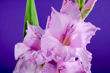 Mor arka planda güzel bir çiçek açan pembe gladiolus. Çiçek başlıklı yakın plan..