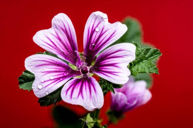 Güzel çiçek açan pembe malva sylvestris Zebrina ya da kırmızı arka planda sıradan bir yaban ördeği. Çiçek başlıklı yakın plan..