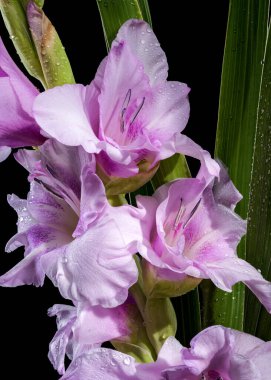 Güzel Çiçekli Leylak Gladiolus Mavi Güzeli siyah bir arka planda izole edilmiş. Çiçek başlıklı yakın plan..
