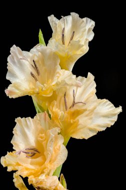 Güzel Blooming Gladiolus Donna Maria siyah bir arka planda izole edildi. Çiçek başlıklı yakın plan..