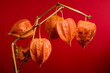 Physalis ya da kırmızı arka planda Çin feneri bitkisi. Çiçek başlıklı yakın plan.