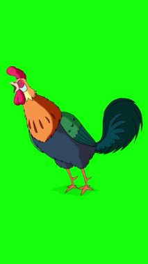 Renkli Horoz Yürüyüşleri ve Kargalar. El yapımı animasyon görüntüleri yeşil ekranda izole edildi. Dikey video.