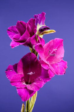 Güzel Blooming Gladiolus Kızıl Dengesi mavi arka planda. Çiçek başlıklı yakın plan..