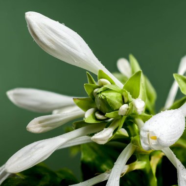 Güzel çiçek açan beyaz ev sahibi ya da yeşil arka planda zambak çiçeği. Çiçek başlıkları yakın plan..