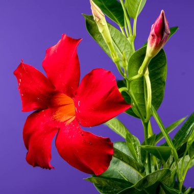 Güzel Blooming Dipladenia kırmızısı veya mor arka planda mandevilla. Çiçek başlıklı yakın plan..