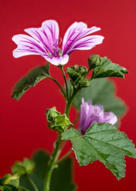 Güzel çiçek açan pembe malva sylvestris Zebrina ya da kırmızı arka planda sıradan bir yaban ördeği. Çiçek başlıklı yakın plan..