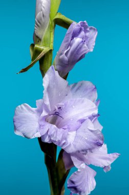 Mavi arka planda güzel Blooming Gladiolus Blue Frost. Çiçek başlıklı yakın plan..