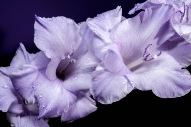 Güzel Blooming Gladiolus Blue Frost mor bir arka planda. Çiçek başlıklı yakın plan..