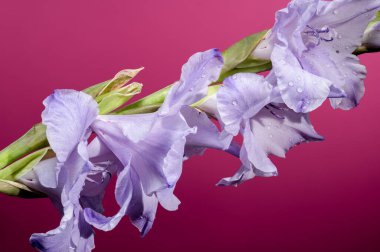 Pembe arka planda güzel Blooming Gladiolus Blue Frost. Çiçek başlıklı yakın plan..