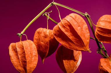 Pembe arka planda fener bitkisi ya da Physalis. Çiçek başlıklı yakın plan.