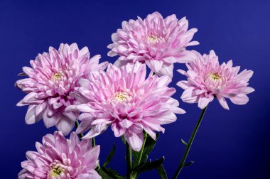 Beautiful Pink Chrysanthemum multiflora on a blue background. Flower head close-up photo. clipart