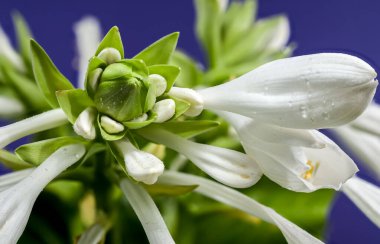 Güzel çiçek açan beyaz ev sahibi ya da mavi arka planda zambak çiçeği. Çiçek başlıkları yakın plan..
