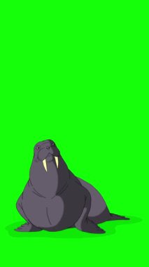 Gri Deniz Aygırı oturur. Yeşil ekranda izole edilmiş el yapımı HD görüntüler. Dikey video