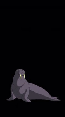 Gri Deniz Aygırı oturur. Alfa kanalında el yapımı HD görüntüler izole edildi. Dikey video