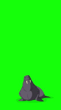 Gri Deniz Aygırı oturur. El yapımı, yeşil ekranda izole edilmiş 4K görüntüsü. Dikey video