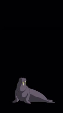 Gri Deniz Aygırı oturur. El yapımı animasyon 4K görüntüsü alfa kanalında izole edildi. Dikey video