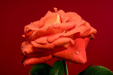 Kırmızı arka planda güzel bir kırmızı çay gülü. Çiçek başlıklı yakın plan.