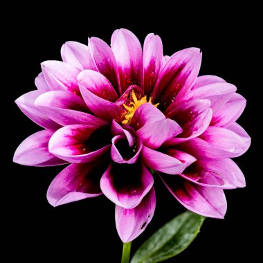 Güzel çiçek açan pembe Dahlia siyah bir arka planda izole edilmiş. Çiçek başlıklı yakın plan.