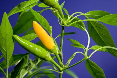 Mavi arka planda güzel bir Altın Cayenne Pepper. Biber kafa yakın plan..