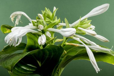 Beautiful Blooming white hosta or plantain lily flower on a green background. Flower heads close-up. clipart