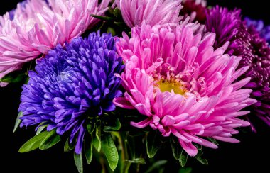 Leydi Coral 'ın siyah arka planda izole ettiği bir buket aster. Çiçek başlıklı yakın plan.