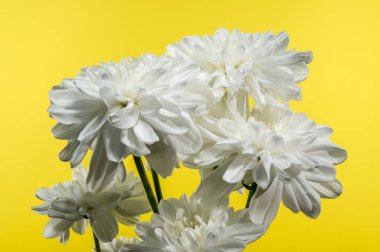 Sarı arka planda beyaz kasımpatı çiçeği. Çiçek başlıklı yakın plan.