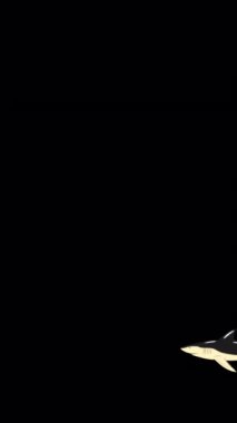 Büyük bir köpekbalığı yüzer ve saldırır. El yapımı animasyon 4K görüntüsü alfa kanalında izole edildi. Dikey video