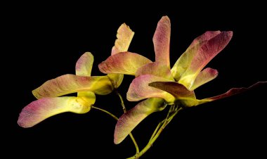 Beautiful autumn maple seeds isolated on a black background. close-up photo. clipart