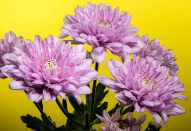 Beautiful Pink Chrysanthemum multiflora on a yellow background. Flower head close-up photo. clipart