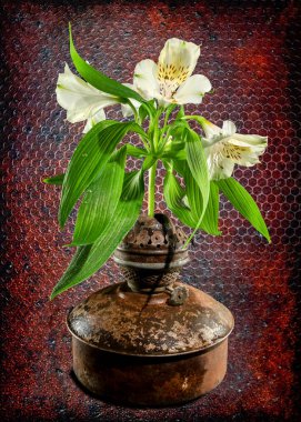 A close-up of an antique, rusted oil lamp adorned with a single white Alstroemeria flower and green leaves, set against a dark background. The contrast between the aged metal and the fresh bloom captures a harmonious blend of industrial and natural a clipart