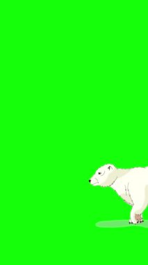 Kutup ayısı. El yapımı, yeşil ekranda izole edilmiş 4K görüntüsü. Dikey video