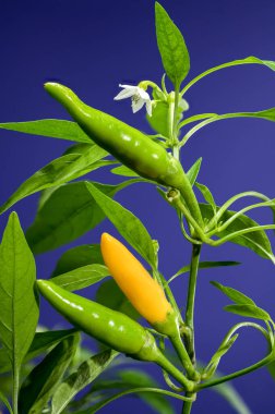 Mavi arka planda güzel bir Altın Cayenne Pepper. Biber kafa yakın plan..