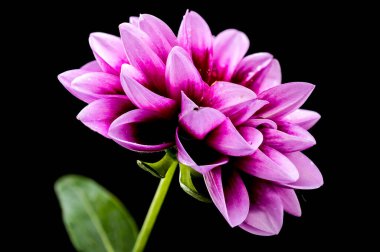 Güzel çiçek açan pembe Dahlia siyah bir arka planda izole edilmiş. Çiçek başlıklı yakın plan.