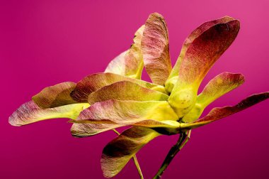 Beautiful autumn maple seeds on a pink background. close-up photo. clipart