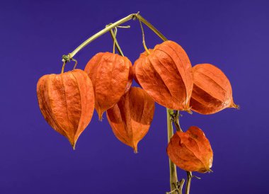 Physalis or Chinese lantern plant on a purple background. Flower head close-up clipart