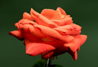 Yeşil arka planda güzel bir kırmızı çay gülü. Çiçek başlıklı yakın plan.