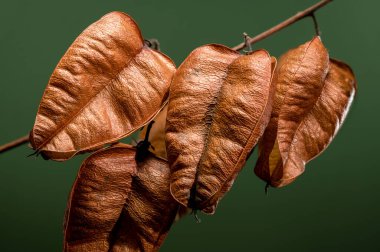 Güzel Koelreuteria paniklemesi ya da yeşil arka planda altın yağmuru ağacı. yakın plan fotoğraf.