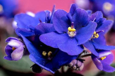 Beautiful blooming violets on a pink background. Flower head close-up clipart